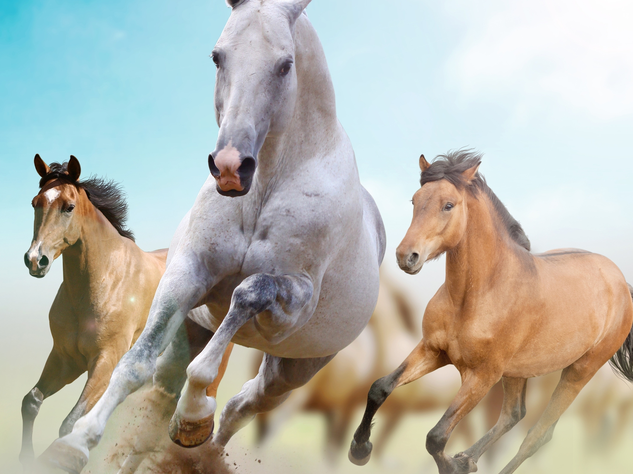 2048x1536 beg-loshadi-svoboda