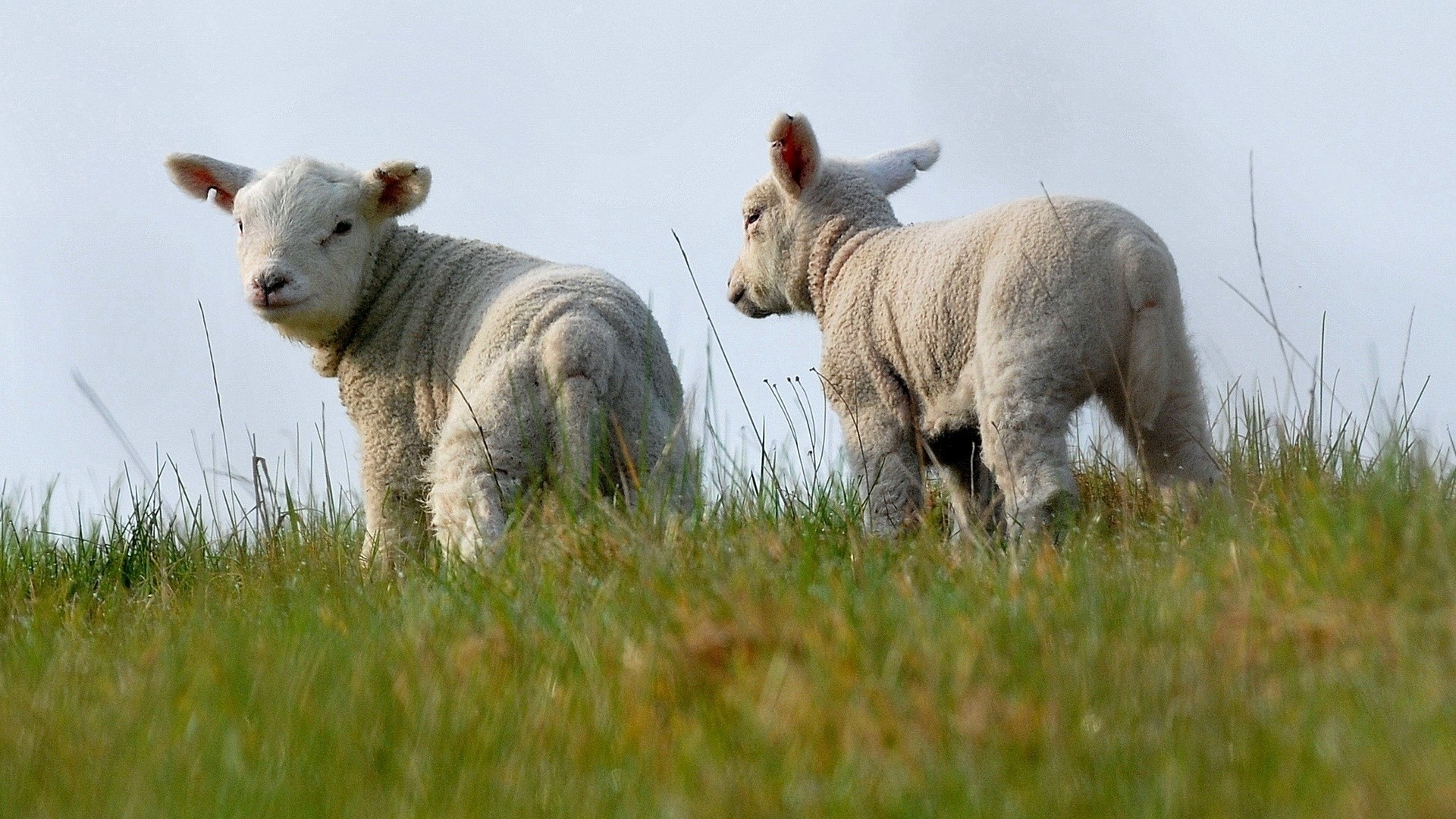      1920x1080 sheep-animals-pole-color-belyij-zhivotnyie-field-okras