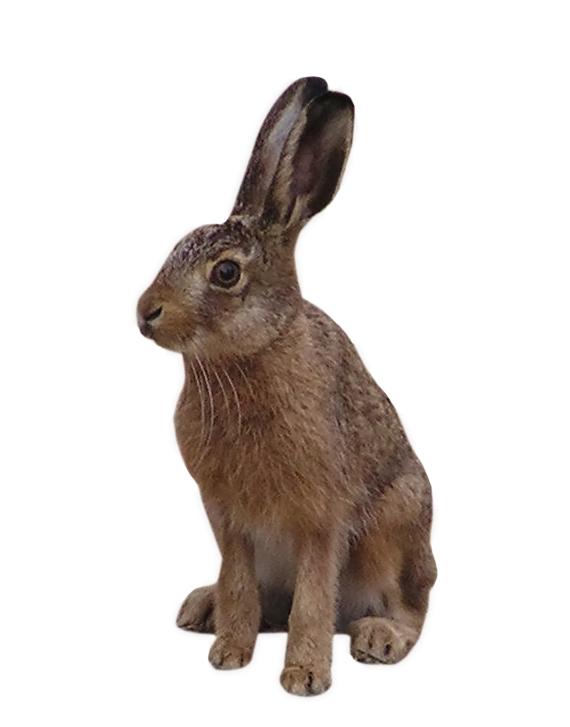 Самый обычный кролик (возможно заяц) at Печать на футболках, шелкография, тампопечать, тиснение, печать на пакетах - пакеты с логотипом..