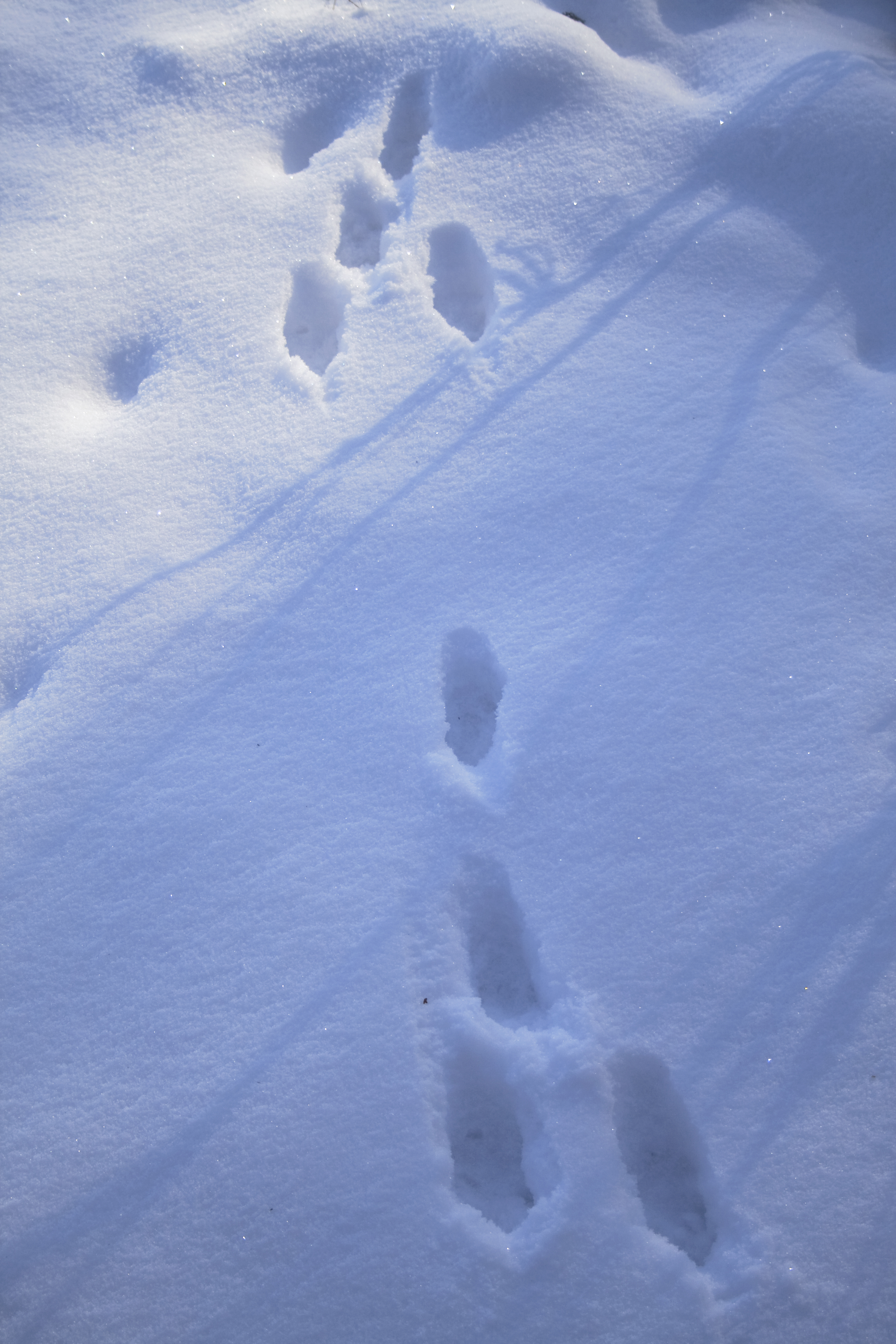 Кроличьи следы на снегу