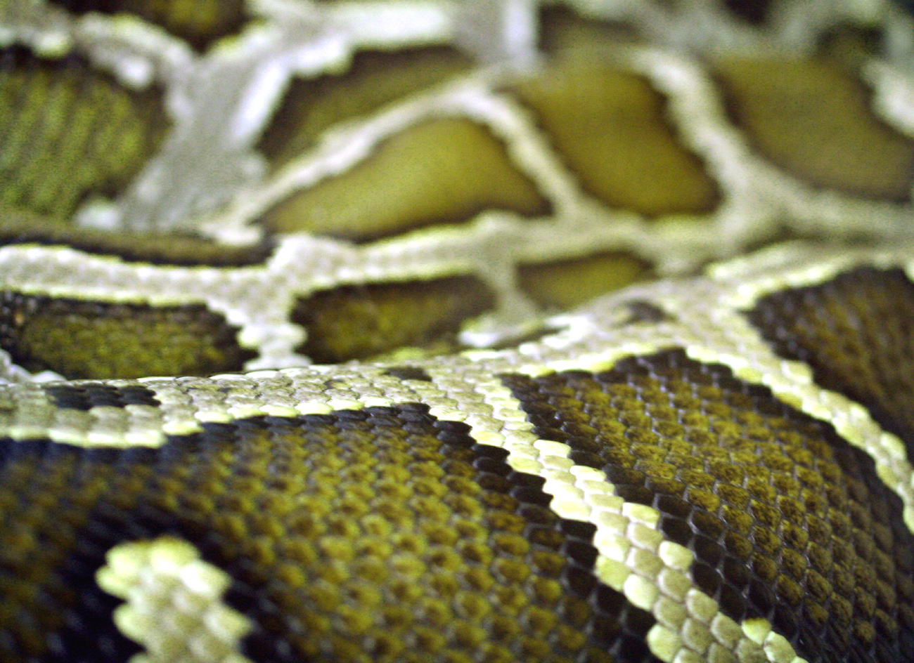 Кожа змеи текстура (56 фото)