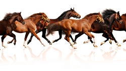 1920x1080 horses-horse-loshadi-konej-herd-loshad-staya-animals2
