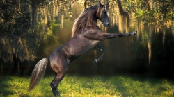 1920x1080 oboi-horse-animals-zhivotnyie-kon-loshad