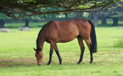 1920x1200 derevo-foto-photo-pasture-table-horse-working