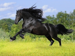 2048x1536 galop-horse-animals-gallop-ezdit-ride-pole-pryigat
