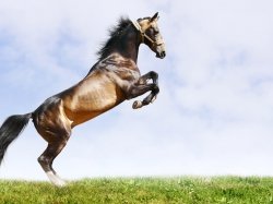 2048x1536 field-horse-animals-pole-trava-pryigat-zhivotnyie
