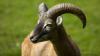 Фото козлов овец для полиграфии 1920x1080 mordashka-muzzle-animals-sheep-rog-chernyij-zhivotnyie