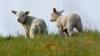 Фото козлов овец для полиграфии 1920x1080 sheep-animals-pole-color-belyij-zhivotnyie-field-okras