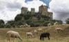 Фото козлов овец для полиграфии 1920x1200 almodovar-castle-zamok-almodovar-ovtsyi-spain