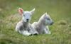 Фото козлов овец для полиграфии 1920x1200 belyie-dva-lezhat-ovtsyi-yagnyata
