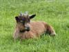 Фото козлов овец для полиграфии 2048x1536 kozlyonok-trava-roga