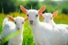 Sheeps goats (1)