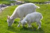 Sheeps goats (11)