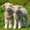 Sheeps goats (13)