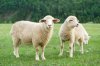 Sheeps goats (6)