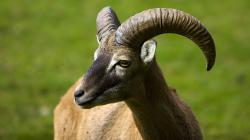Фото козлов овец для полиграфии 1920x1080 mordashka-muzzle-animals-sheep-rog-chernyij-zhivotnyie