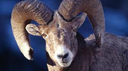 Фото козлов овец для полиграфии 1920x1080 sheep-beautiful-eyes-animals-ryizhie-roga-glaza