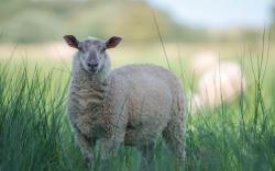 Фото козлов овец для полиграфии 1920x1200 razmyitost-belaya-trava-ovtsa
