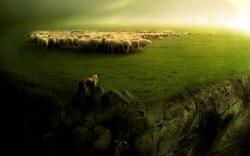 Фото козлов овец для полиграфии 1920x1200 watch-the-sheep
