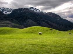 Фото козлов овец для полиграфии 2048x1536 hills-and-mountains