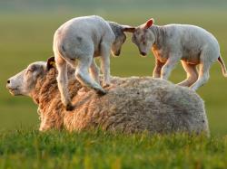 Фото козлов овец для полиграфии 2048x1536 ovtsa-igra-trava-yagnyata