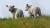      1920x1080 sheep-animals-pole-color-belyij-zhivotnyie-field-okras