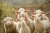 Sheeps goats (2)