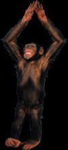 Фото обезьяны на прозрачном фоне, формат PNG