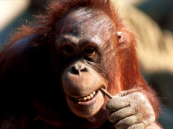 Обезьяна орангутан, фото клипарт