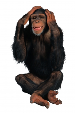 Обезьяна шимпанзе на прозрачном фоне, PNG