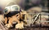 Собак пилот. Пес в очках.