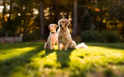 Собаки на лужайке